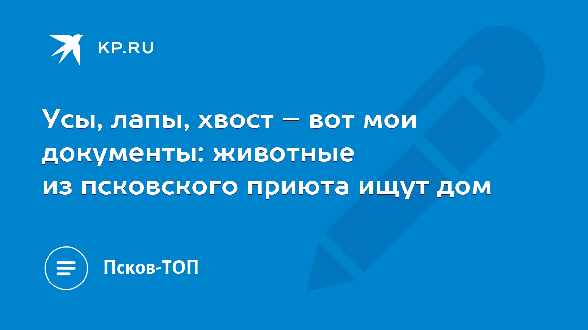 Усы, лапы, хвост – вот мои документы: животные из псковского приюта ищут дом  - KP.RU