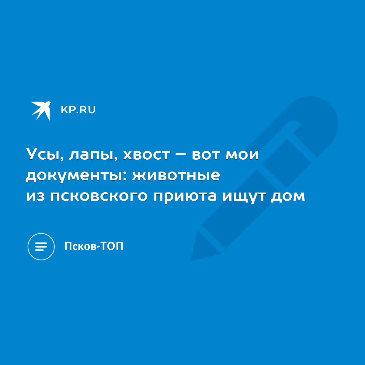 Усы, лапы, хвост – вот мои документы: животные из псковского приюта ищут дом  - KP.RU