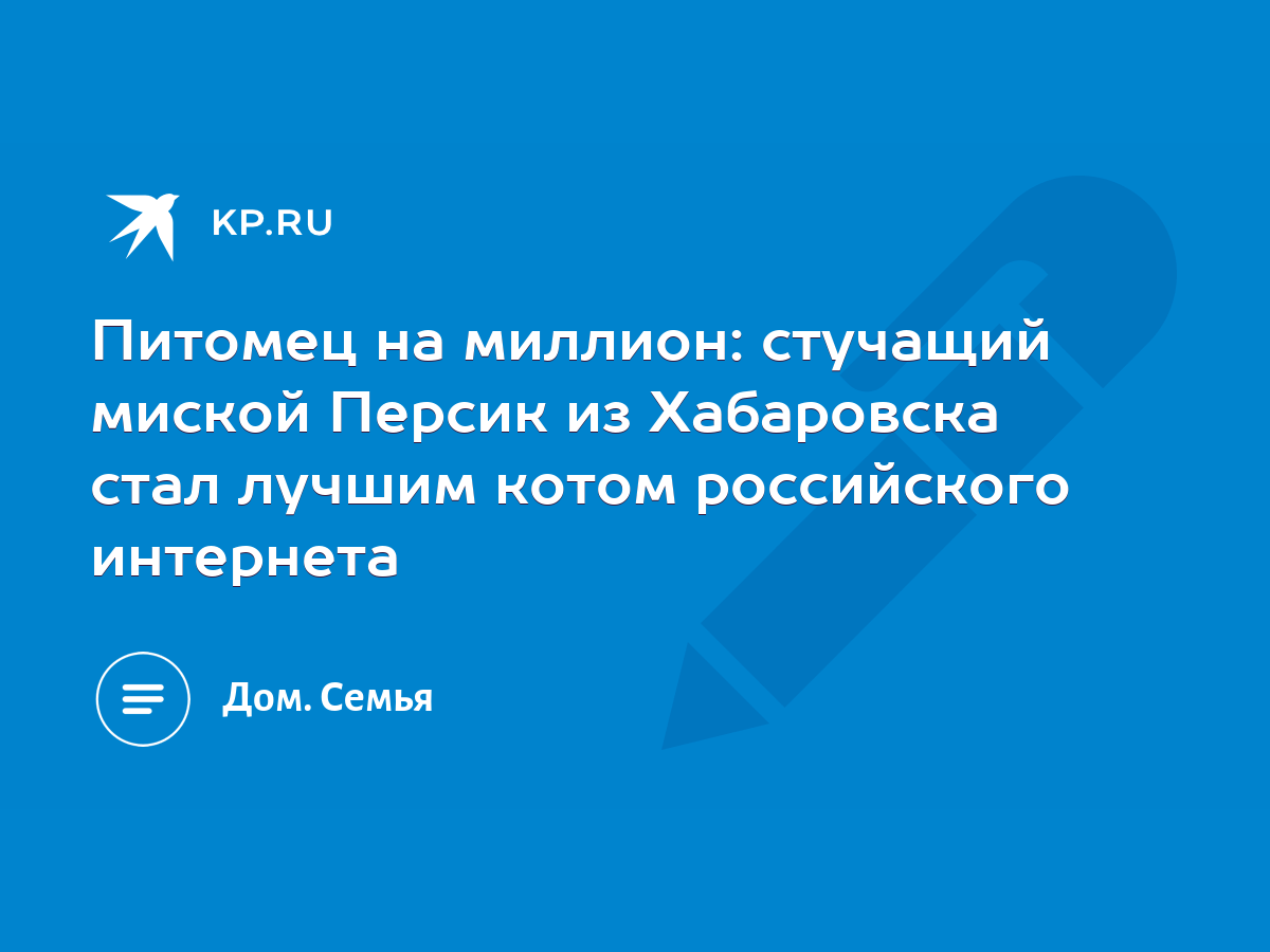 Питомец на миллион: стучащий миской Персик из Хабаровска стал лучшим котом  российского интернета - KP.RU