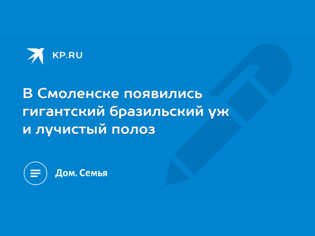 В Смоленске появились гигантский бразильский уж и лучистый полоз - KP.RU