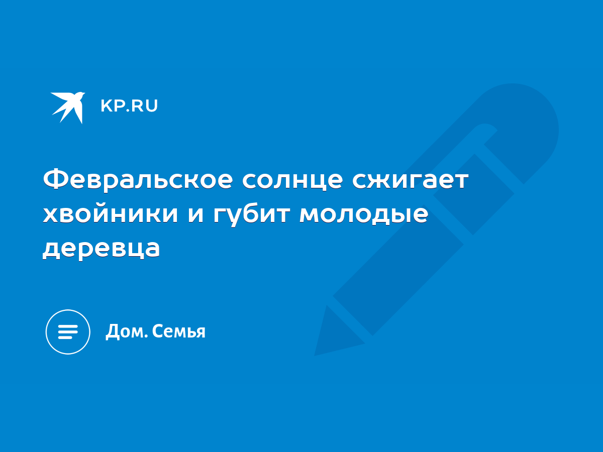 Февральское солнце сжигает хвойники и губит молодые деревца - KP.RU