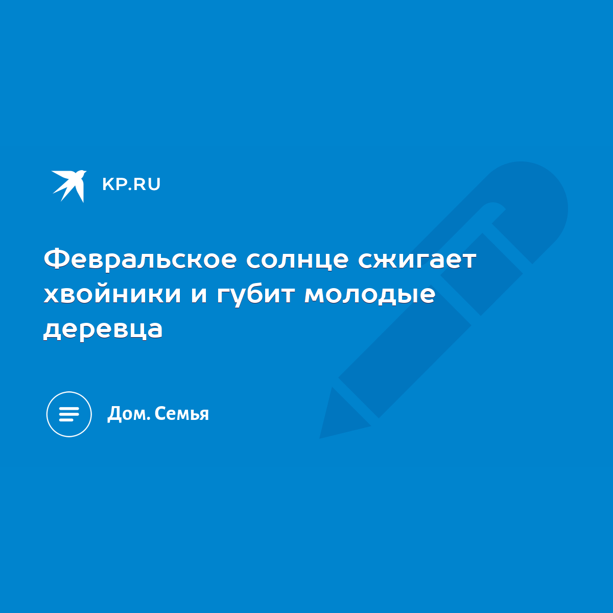 Февральское солнце сжигает хвойники и губит молодые деревца - KP.RU