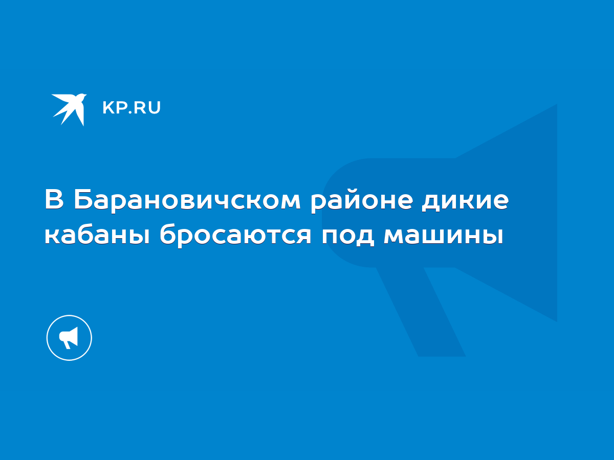 В Барановичском районе дикие кабаны бросаются под машины - KP.RU