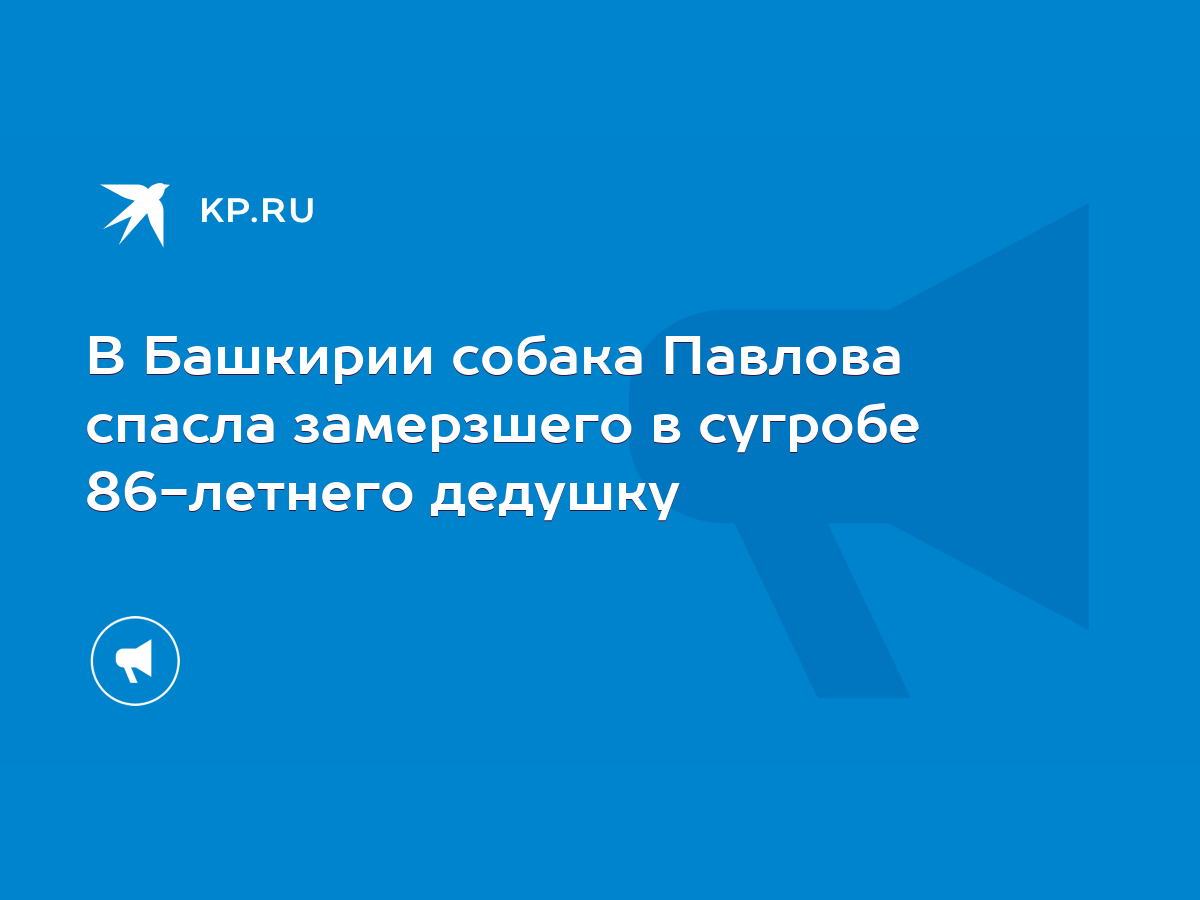 В Башкирии собака Павлова спасла замерзшего в сугробе 86-летнего дедушку -  KP.RU