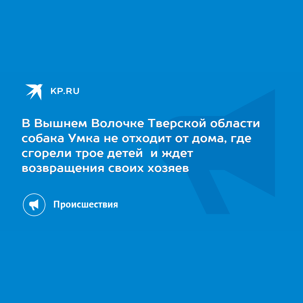 В Вышнем Волочке Тверской области собака Умка не отходит от дома, где  сгорели трое детей и ждет возвращения своих хозяев - KP.RU