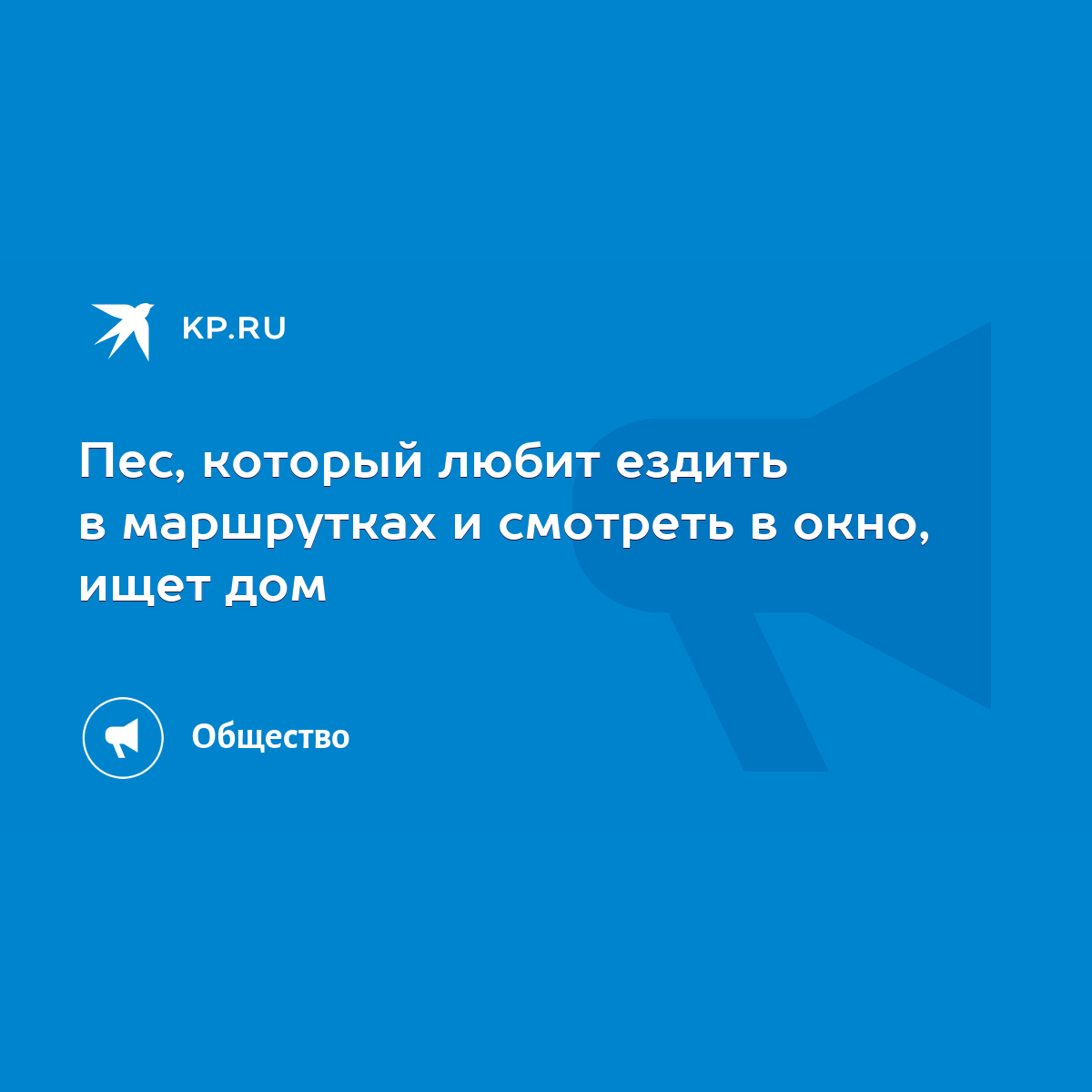 Пес, который любит ездить в маршрутках и смотреть в окно, ищет дом - KP.RU