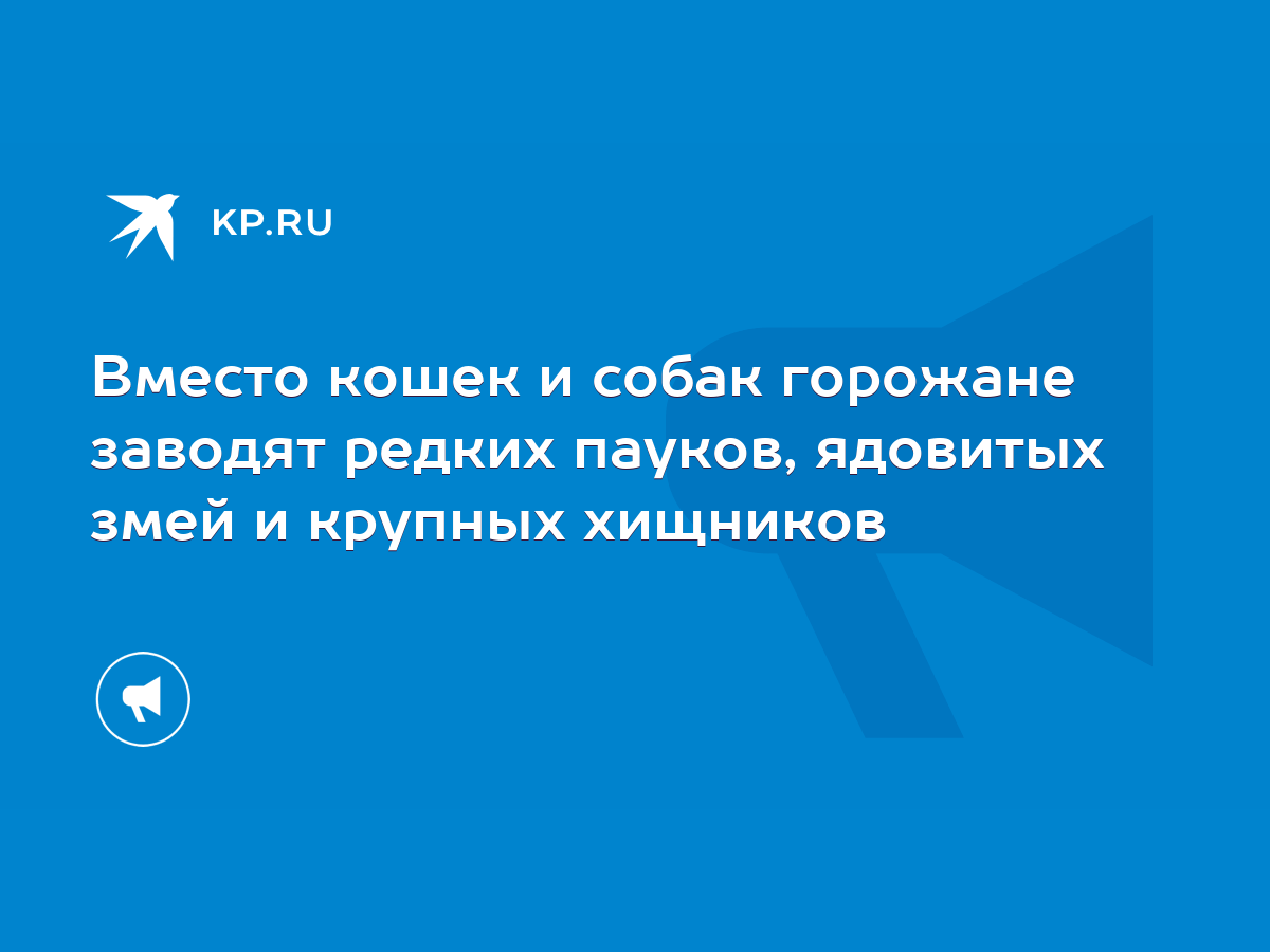 Вместо кошек и собак горожане заводят редких пауков, ядовитых змей и  крупных хищников - KP.RU