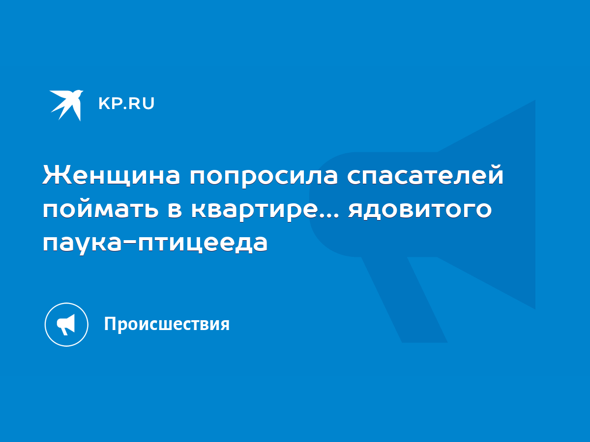 Женщина попросила спасателей поймать в квартире… ядовитого паука-птицееда -  KP.RU