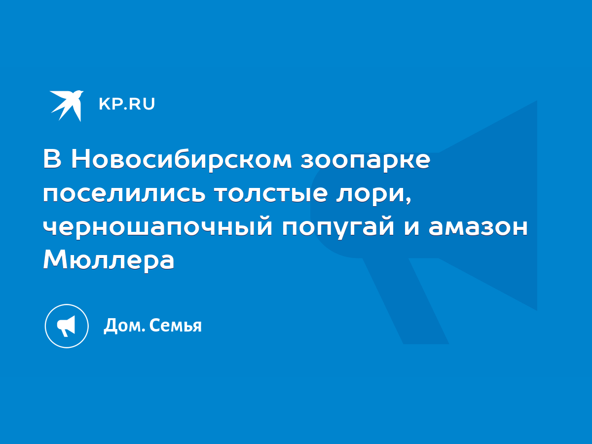 В Новосибирском зоопарке поселились толстые лори, черношапочный попугай и  амазон Мюллера - KP.RU