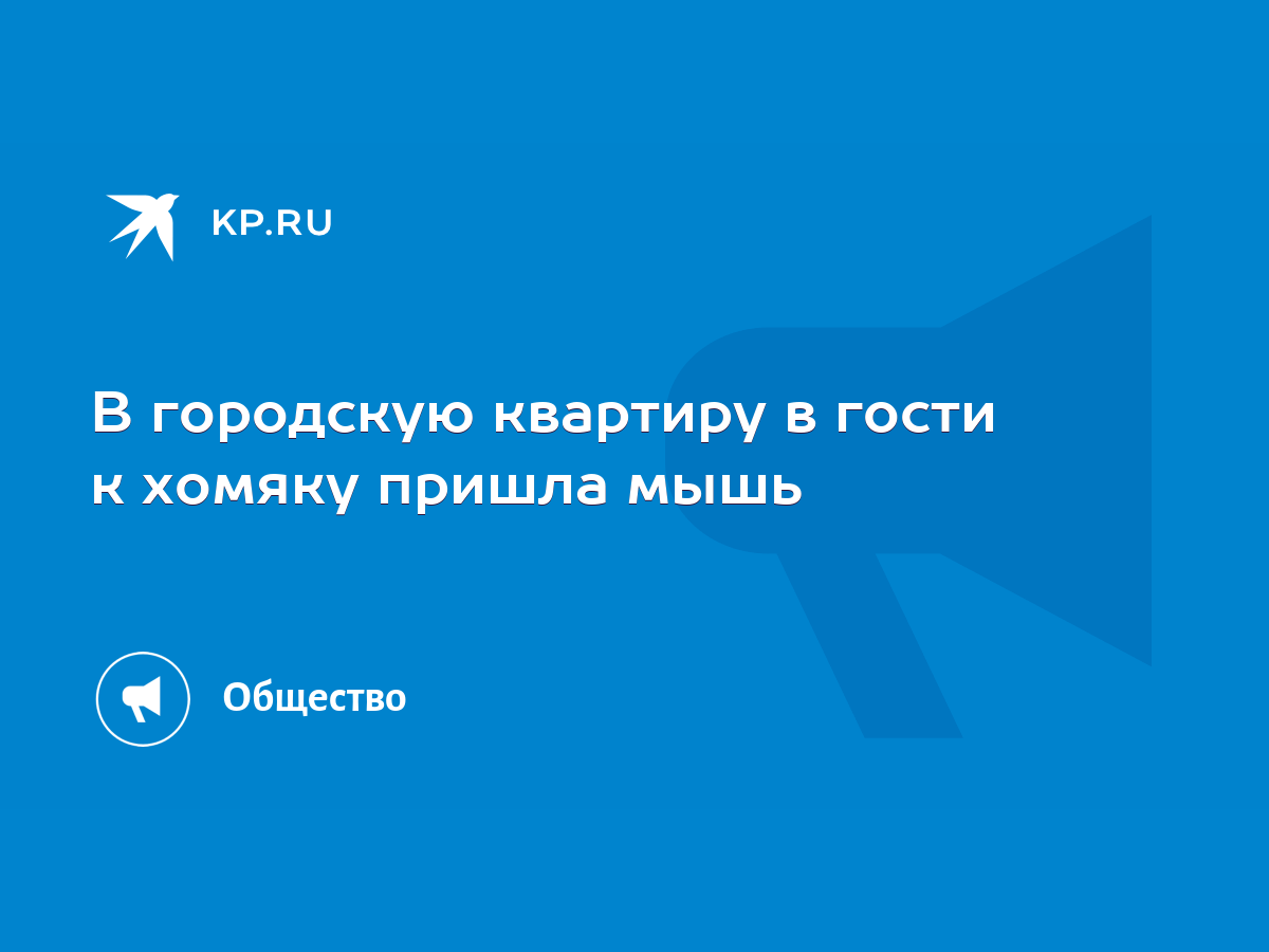 В городскую квартиру в гости к хомяку пришла мышь - KP.RU