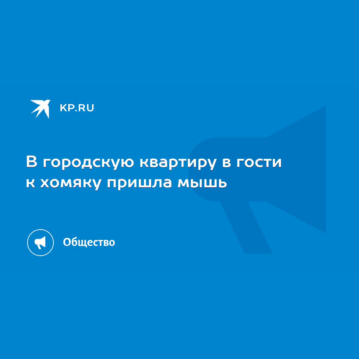 В городскую квартиру в гости к хомяку пришла мышь - KP.RU