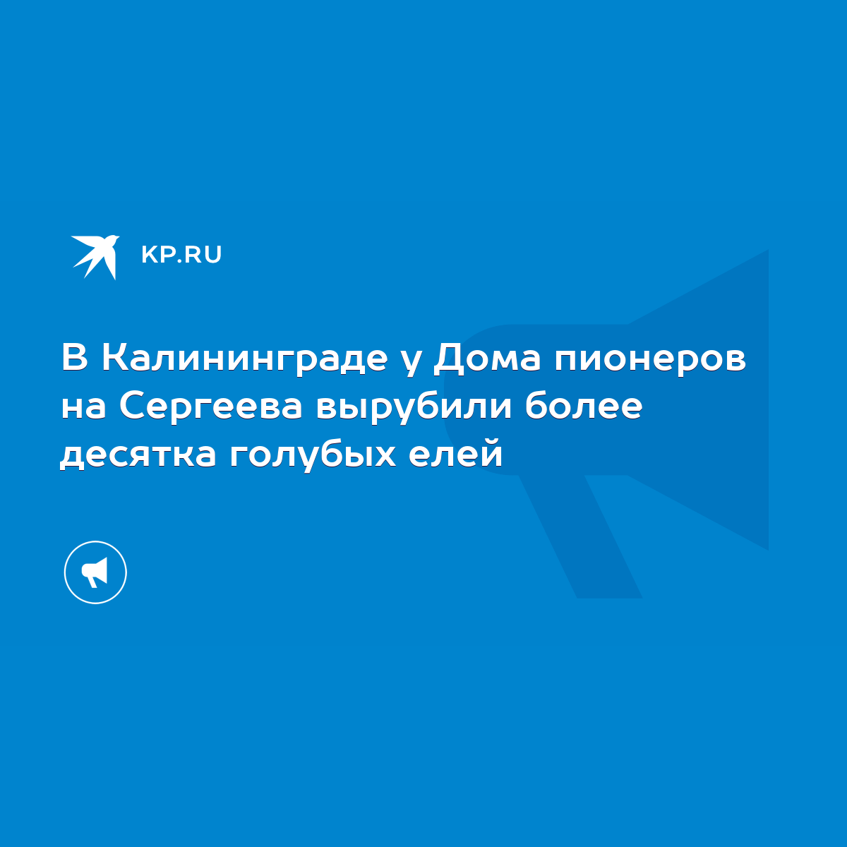 В Калининграде у Дома пионеров на Сергеева вырубили более десятка голубых  елей - KP.RU