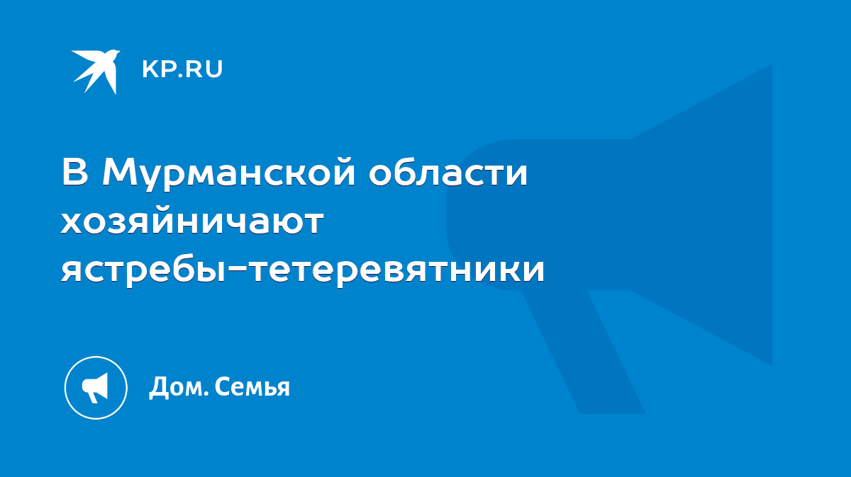 В Мурманской области хозяйничают ястребы-тетеревятники - KP.RU