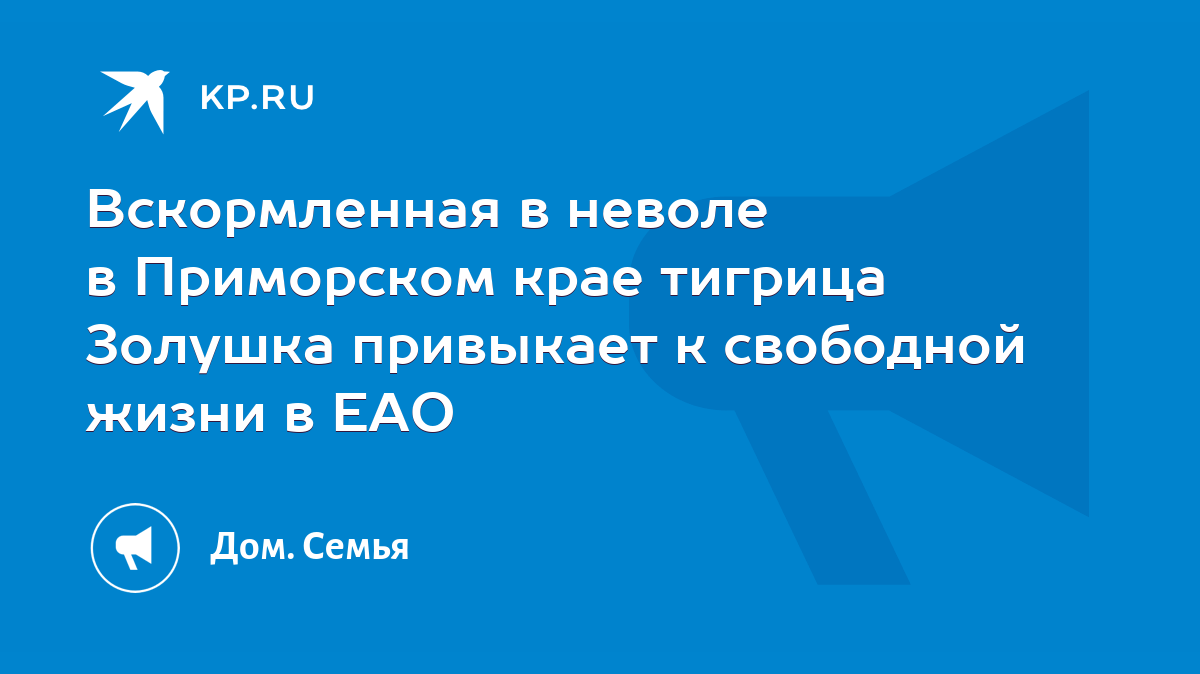 Вскормленная в неволе в Приморском крае тигрица Золушка привыкает к  свободной жизни в ЕАО - KP.RU