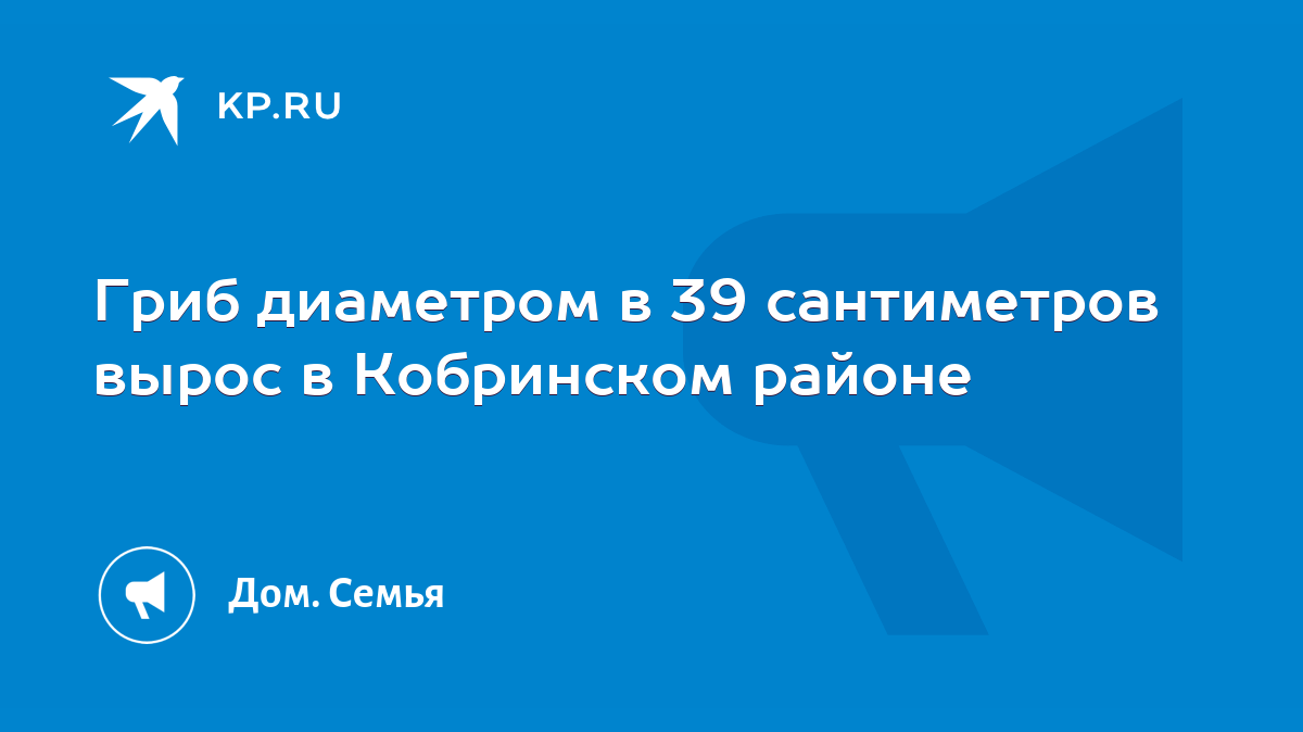 Гриб диаметром в 39 сантиметров вырос в Кобринском районе - KP.RU