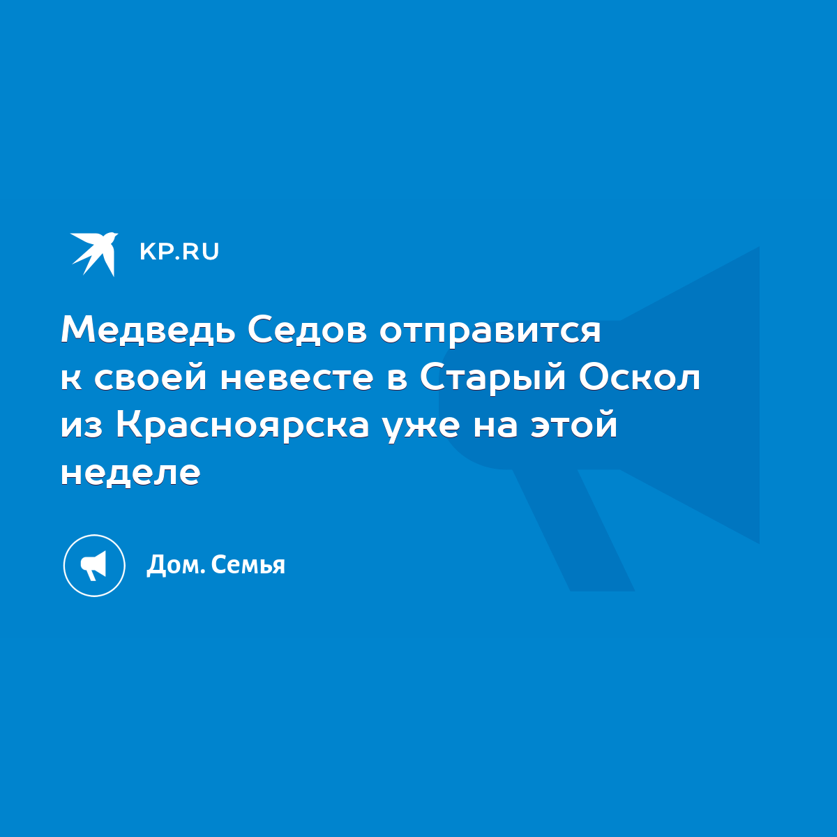 Медведь Седов отправится к своей невесте в Старый Оскол из Красноярска уже  на этой неделе - KP.RU