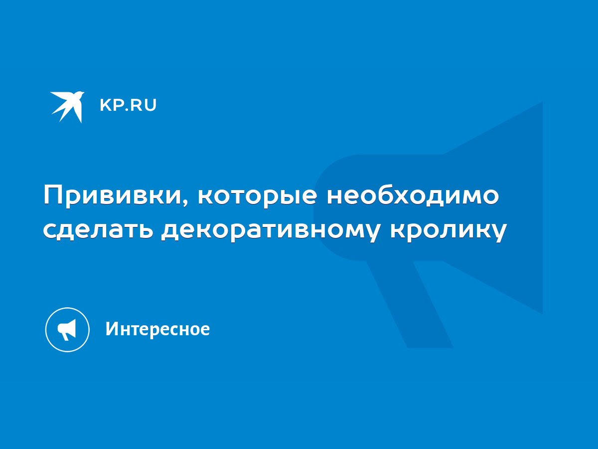 Прививки, которые необходимо сделать декоративному кролику - KP.RU