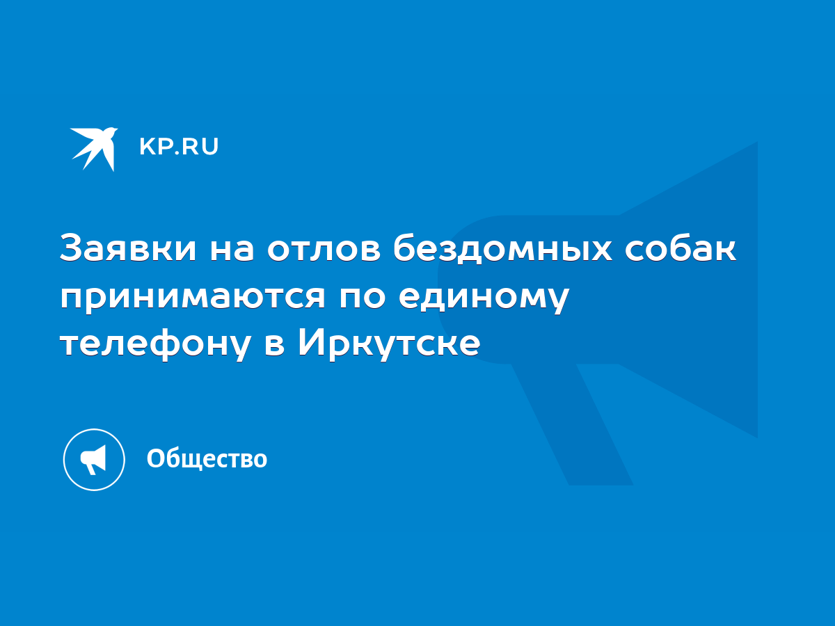 Заявки на отлов бездомных собак принимаются по единому телефону в Иркутске  - KP.RU