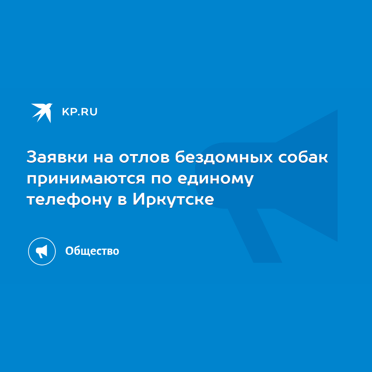 Заявки на отлов бездомных собак принимаются по единому телефону в Иркутске  - KP.RU