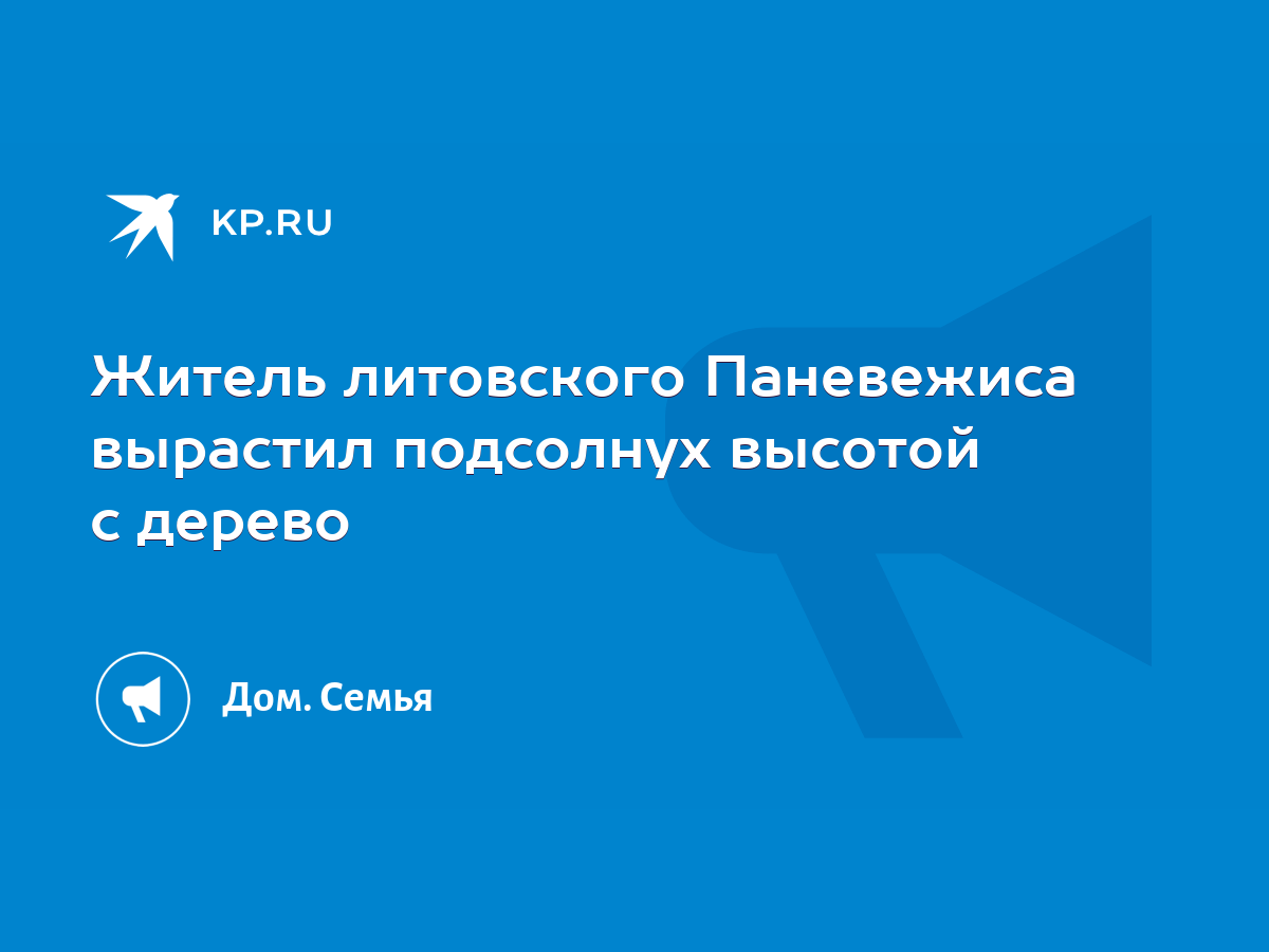 Житель литовского Паневежиса вырастил подсолнух высотой с дерево - KP.RU