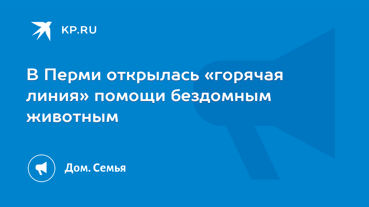 В Перми открылась «горячая линия» помощи бездомным животным - KP.RU