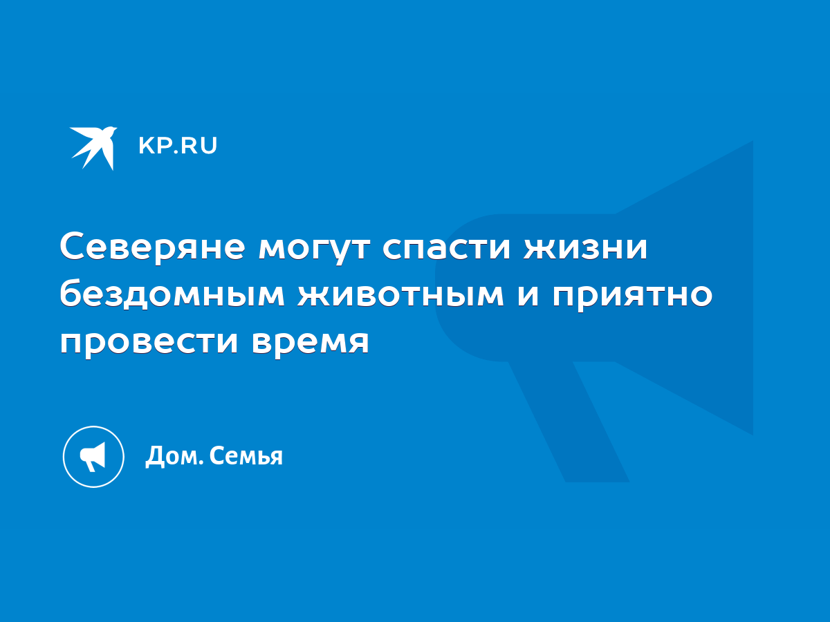 Северяне могут спасти жизни бездомным животным и приятно провести время -  KP.RU