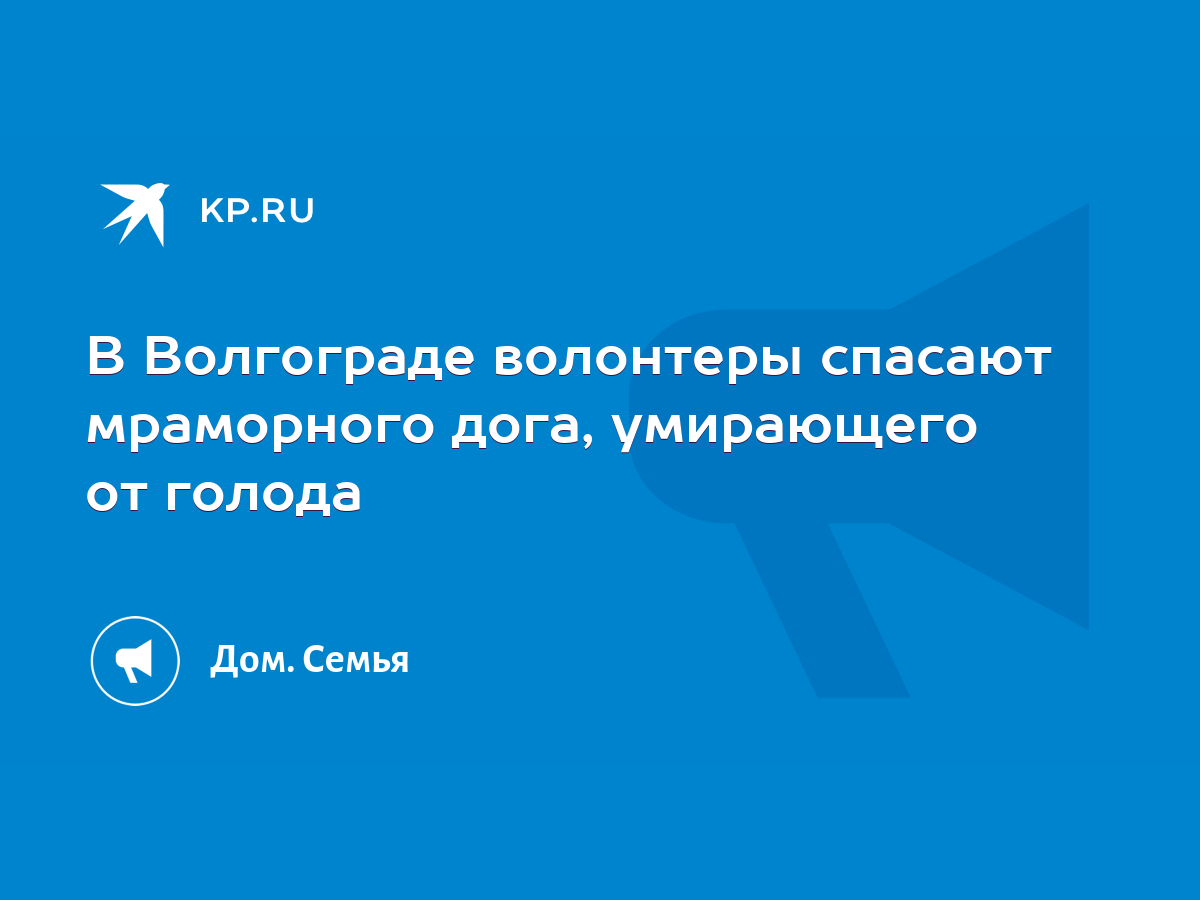 В Волгограде волонтеры спасают мраморного дога, умирающего от голода - KP.RU