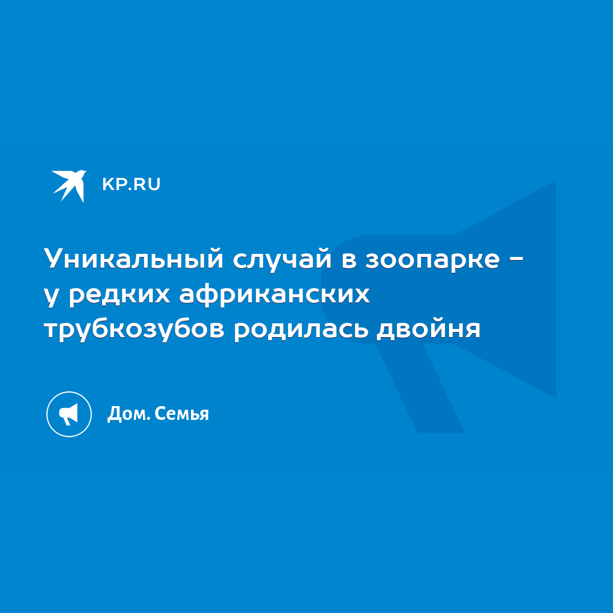 Уникальный случай в зоопарке - у редких африканских трубкозубов родилась  двойня - KP.RU