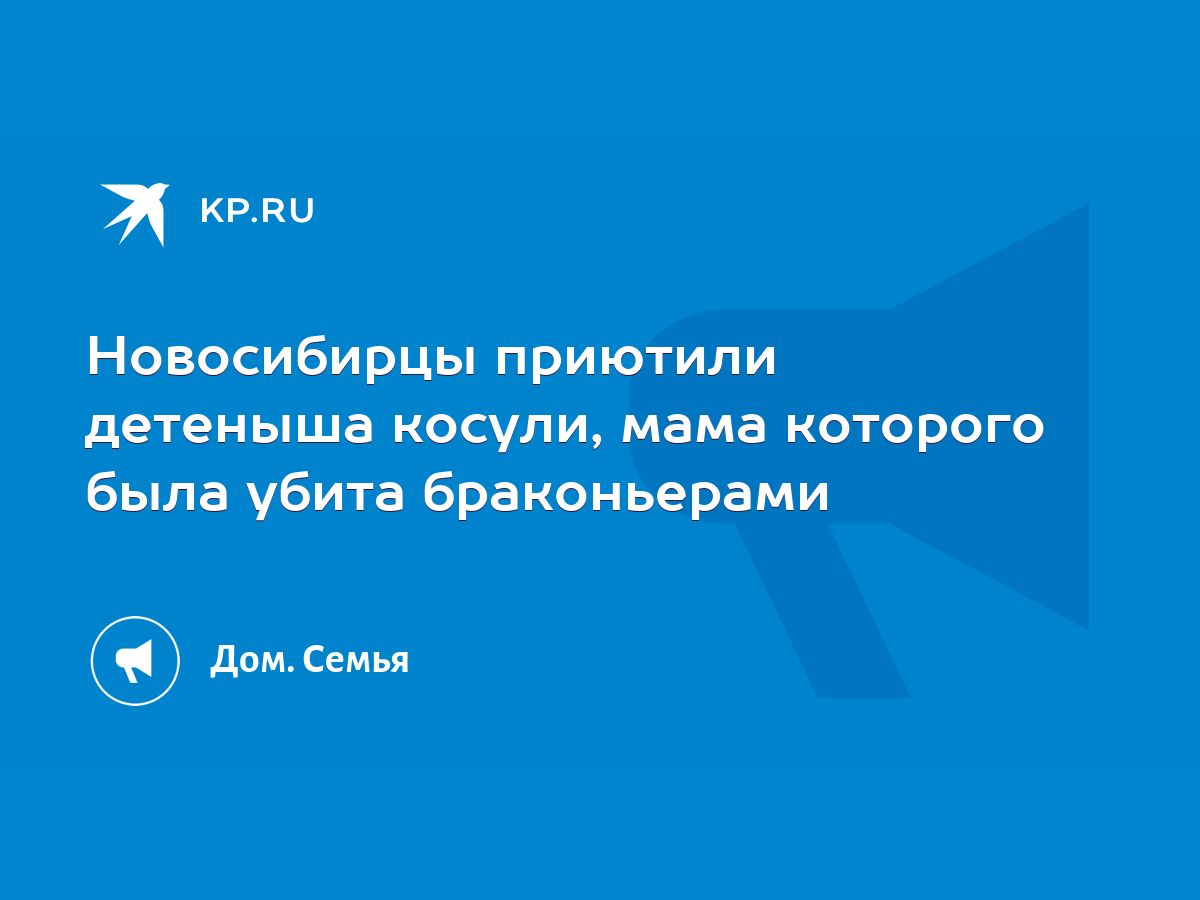 Новосибирцы приютили детеныша косули, мама которого была убита браконьерами  - KP.RU