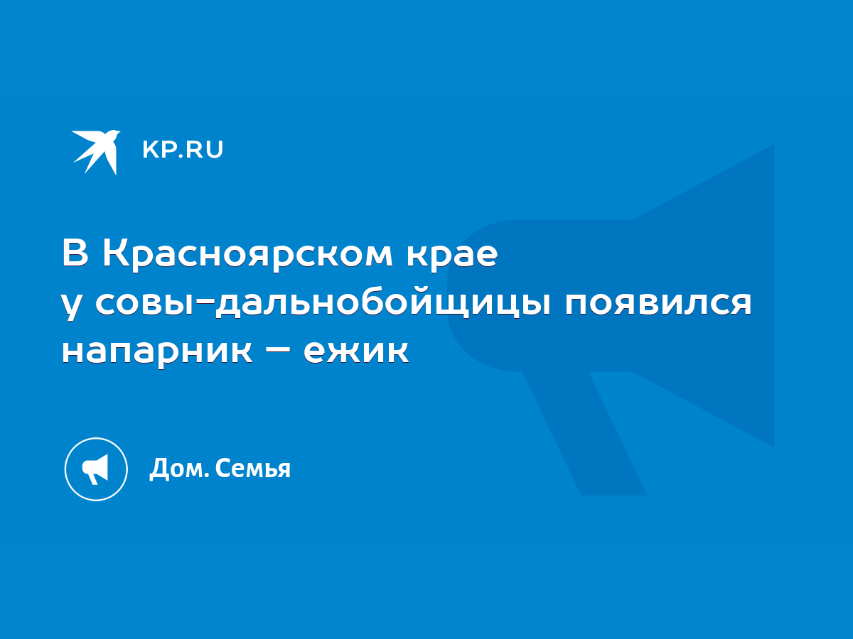 В Красноярском крае у совы-дальнобойщицы появился напарник – ежик - KP.RU