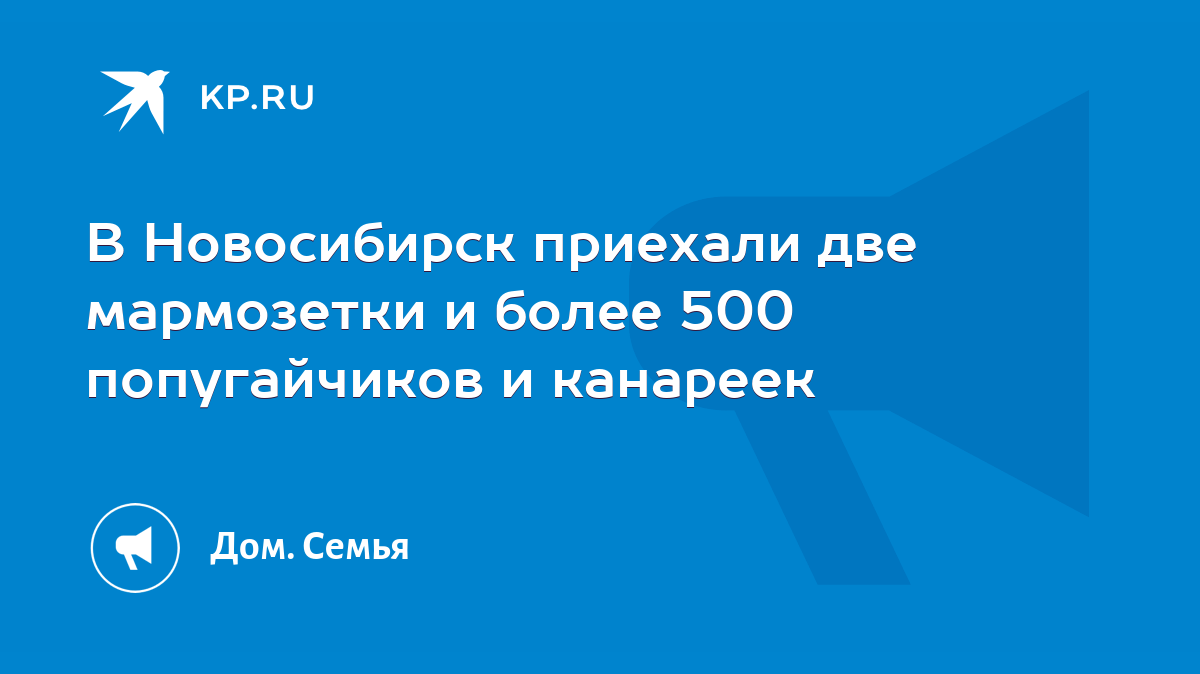 В Новосибирск приехали две мармозетки и более 500 попугайчиков и канареек -  KP.RU