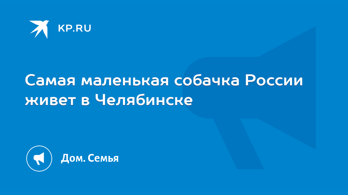 Самая маленькая собачка России живет в Челябинске - KP.RU