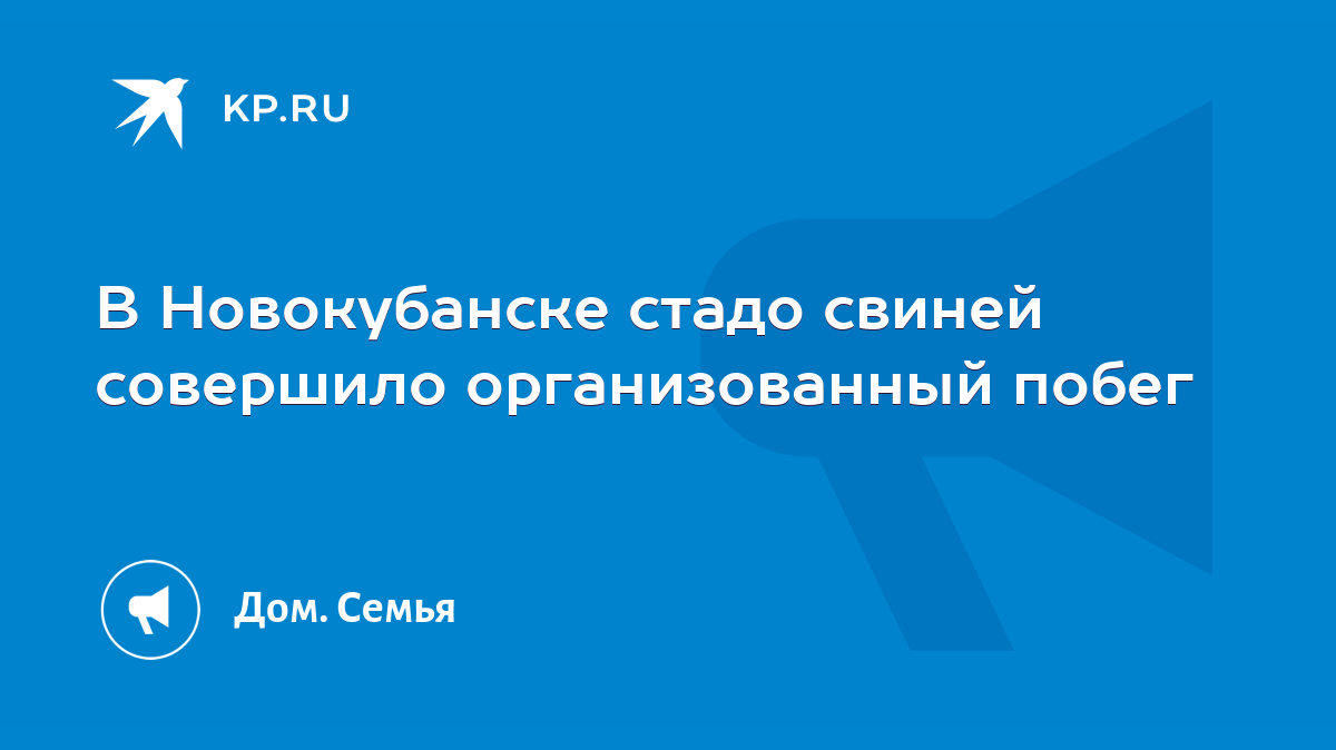 В Новокубанске стадо свиней совершило организованный побег - KP.RU