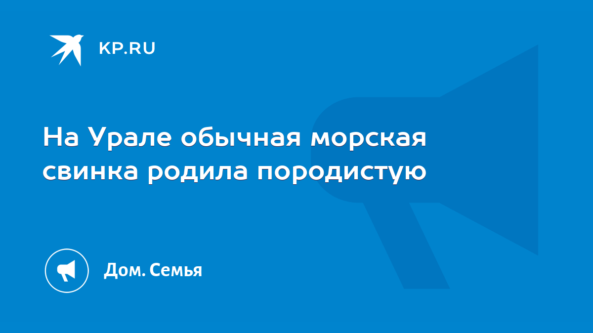 На Урале обычная морская свинка родила породистую - KP.RU