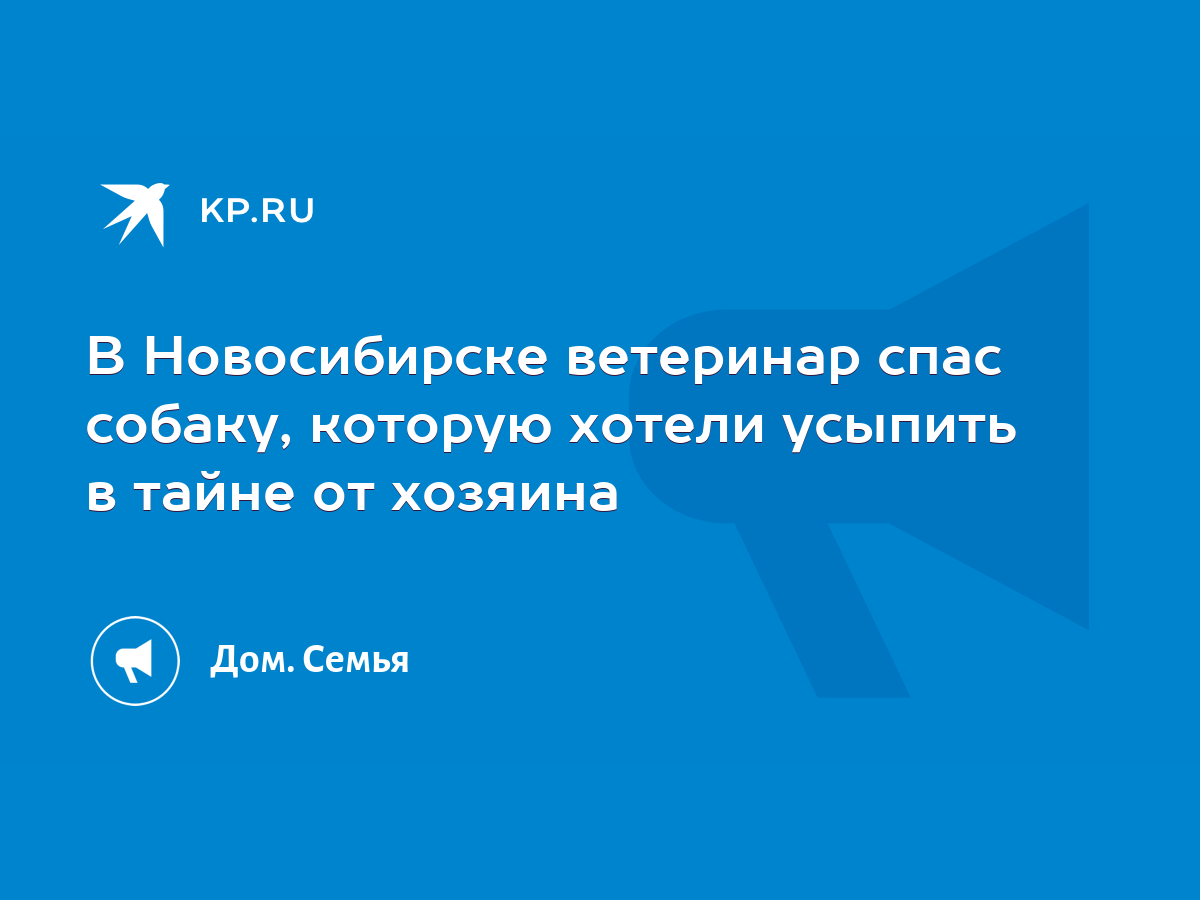 В Новосибирске ветеринар спас собаку, которую хотели усыпить в тайне от  хозяина - KP.RU