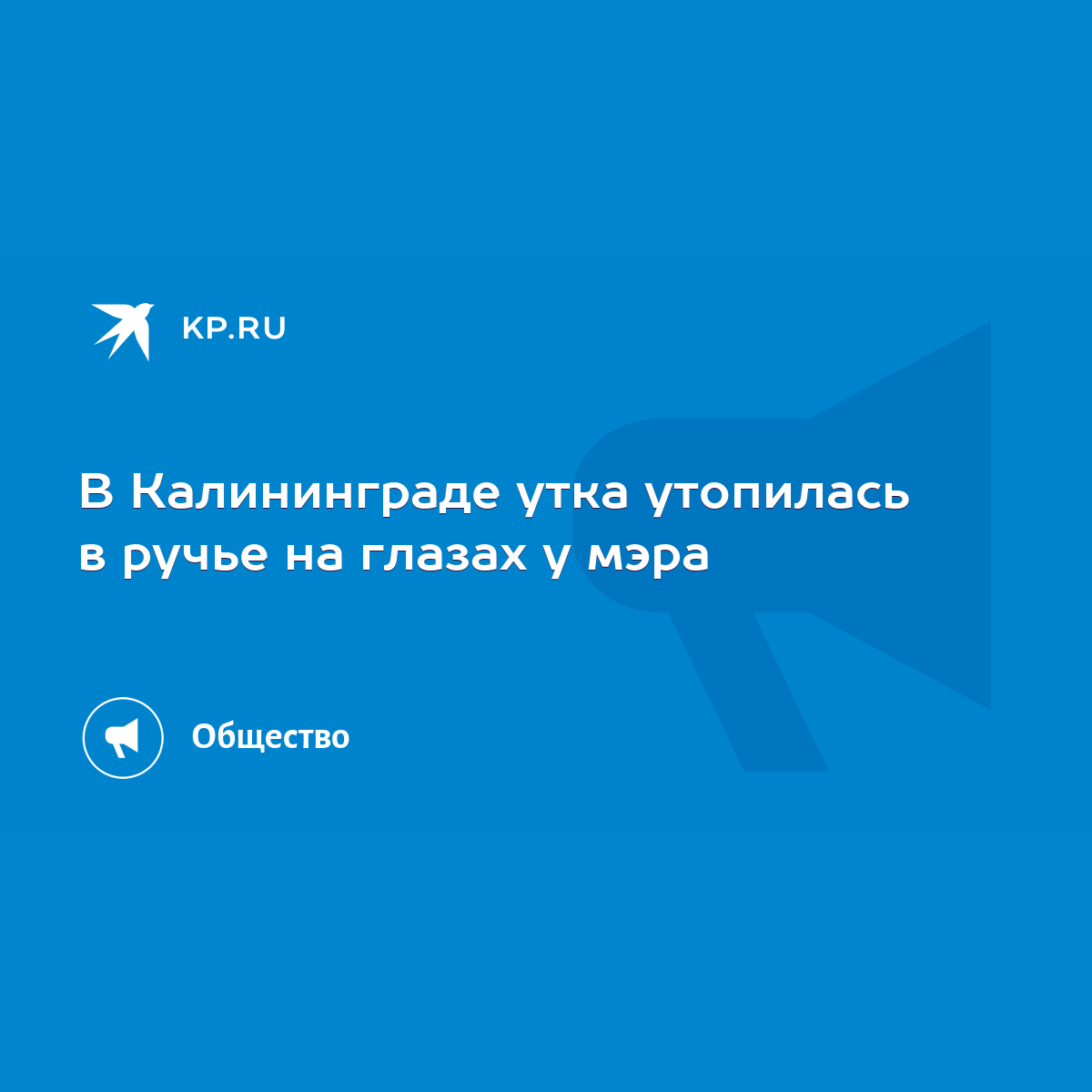 В Калининграде утка утопилась в ручье на глазах у мэра - KP.RU