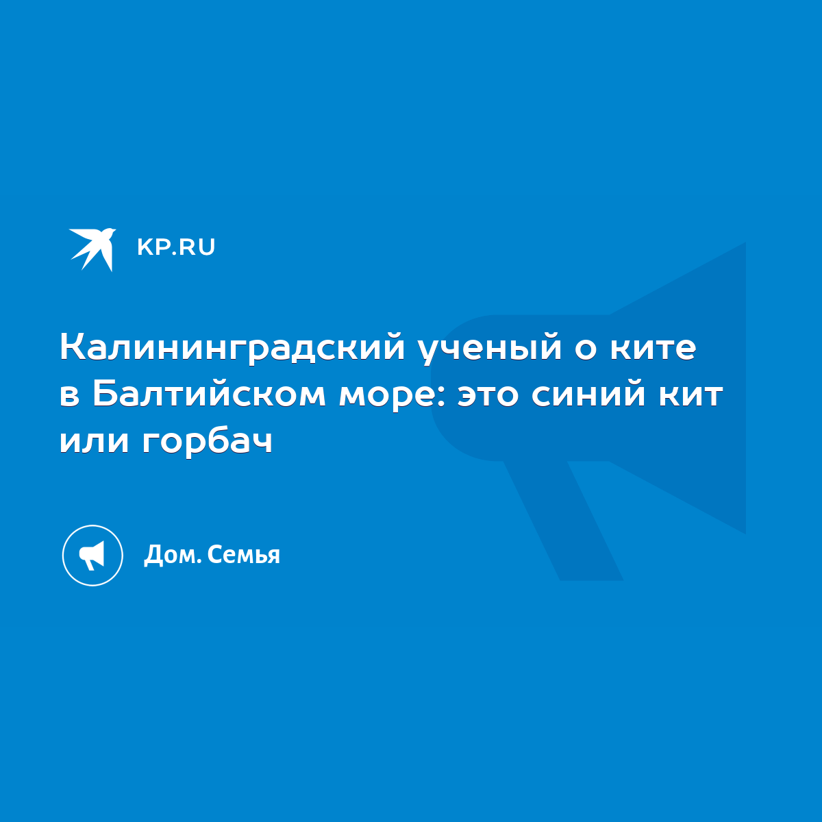 Калининградский ученый о ките в Балтийском море: это синий кит или горбач -  KP.RU