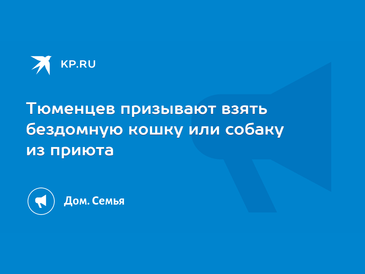 Тюменцев призывают взять бездомную кошку или собаку из приюта - KP.RU