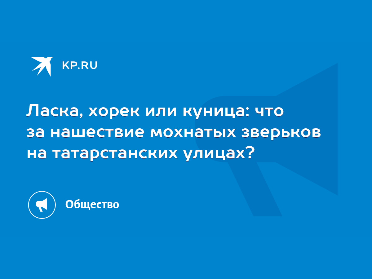 Ласка, хорек или куница: что за нашествие мохнатых зверьков на  татарстанских улицах? - KP.RU