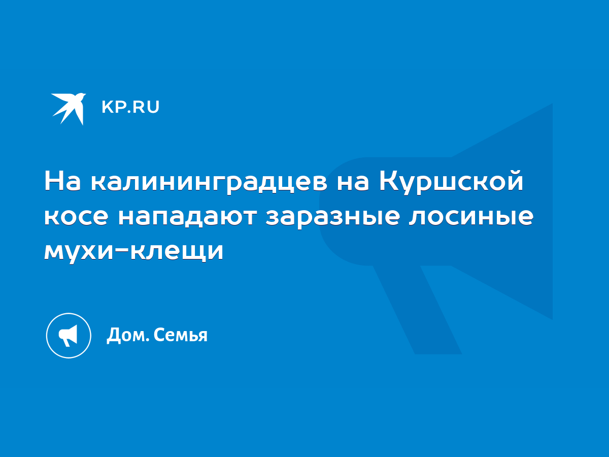 На калининградцев на Куршской косе нападают заразные лосиные мухи-клещи -  KP.RU