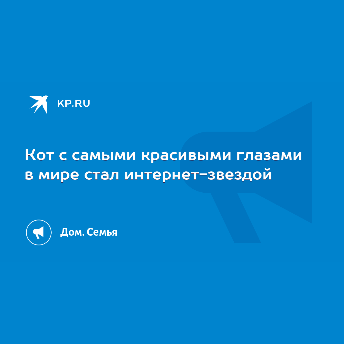 Кот с самыми красивыми глазами в мире стал интернет-звездой - KP.RU