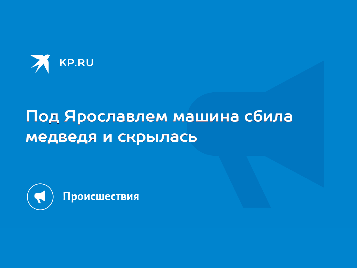 Под Ярославлем машина сбила медведя и скрылась - KP.RU