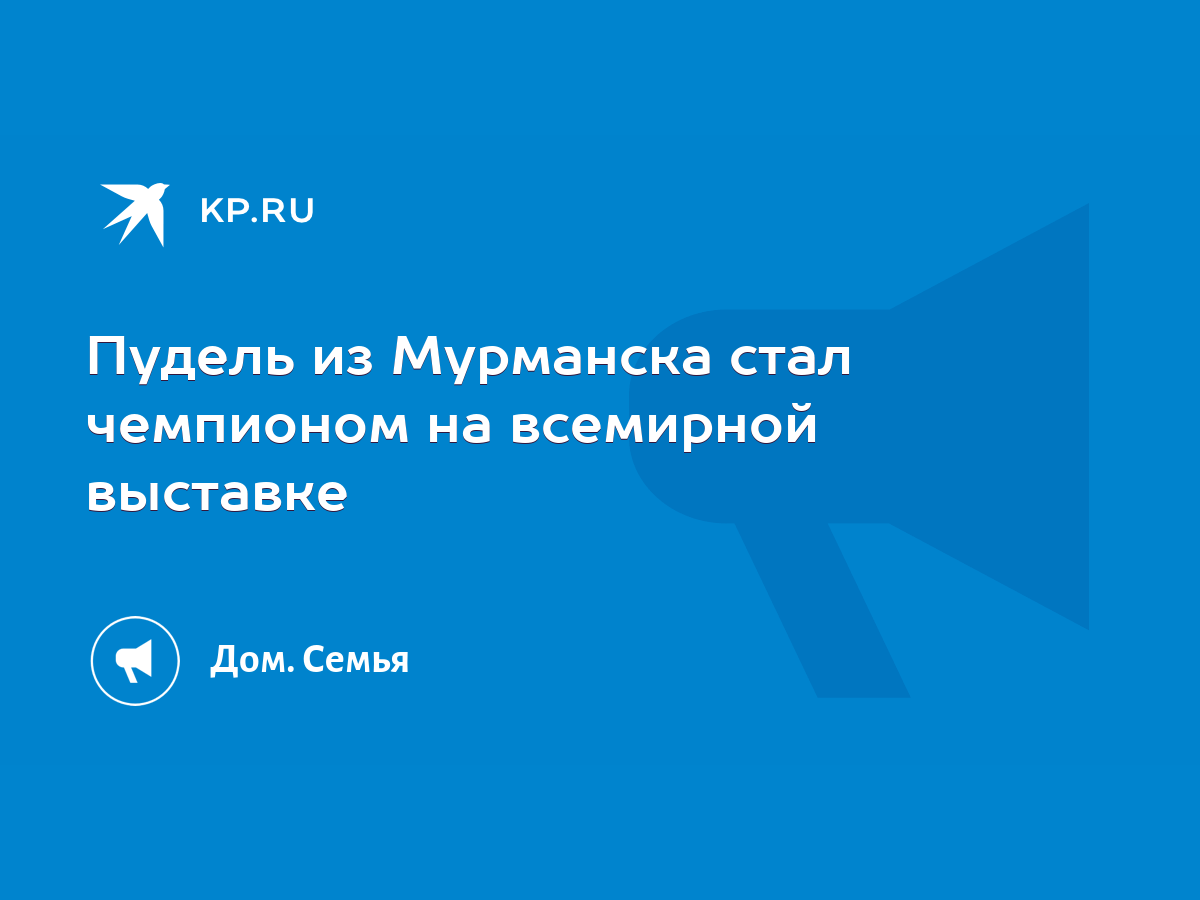 Пудель из Мурманска стал чемпионом на всемирной выставке - KP.RU