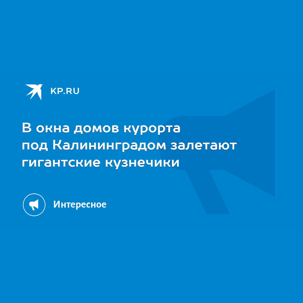 В окна домов курорта под Калининградом залетают гигантские кузнечики - KP.RU