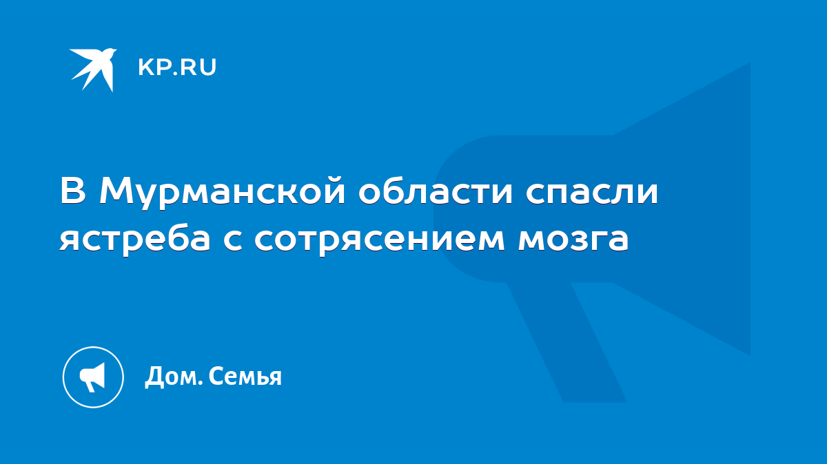 В Мурманской области спасли ястреба с сотрясением мозга - KP.RU