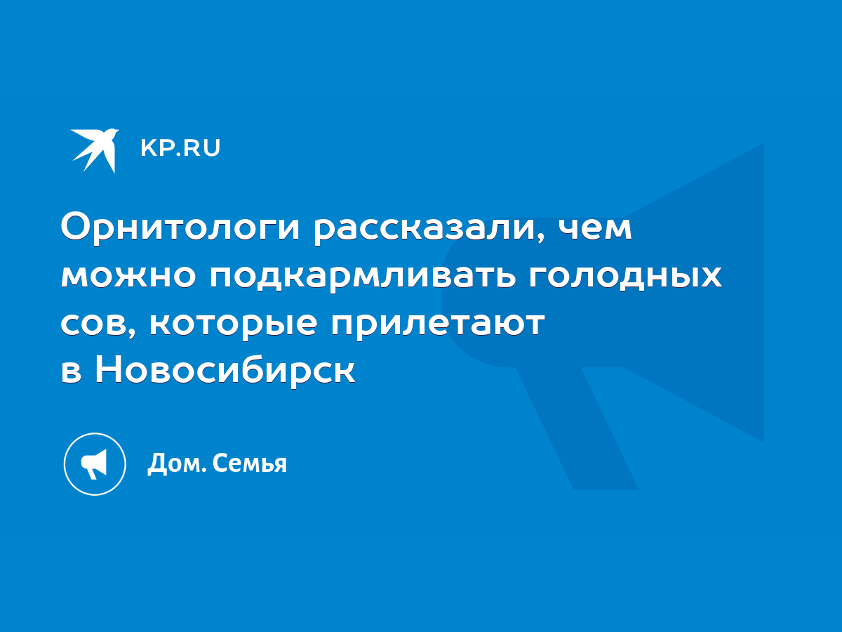 Орнитологи рассказали, чем можно подкармливать голодных сов, которые  прилетают в Новосибирск - KP.RU