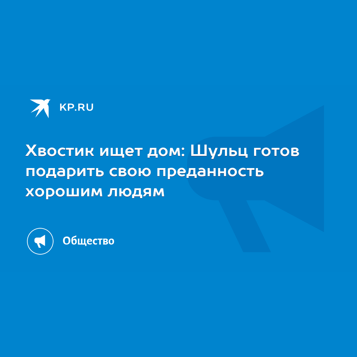 Хвостик ищет дом: Шульц готов подарить свою преданность хорошим людям -  KP.RU