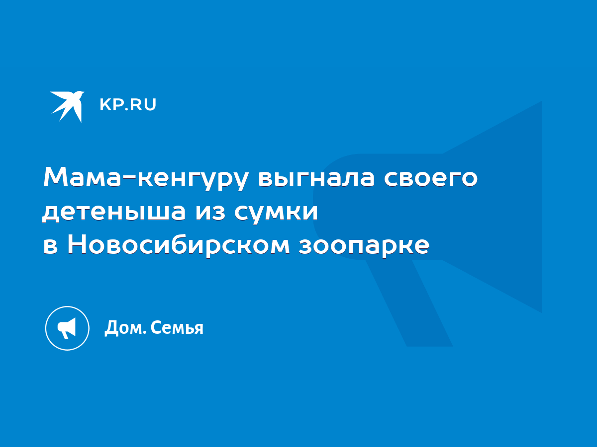 Мама-кенгуру выгнала своего детеныша из сумки в Новосибирском зоопарке -  KP.RU