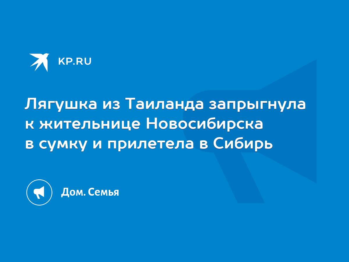 Лягушка из Таиланда запрыгнула к жительнице Новосибирска в сумку и  прилетела в Сибирь - KP.RU