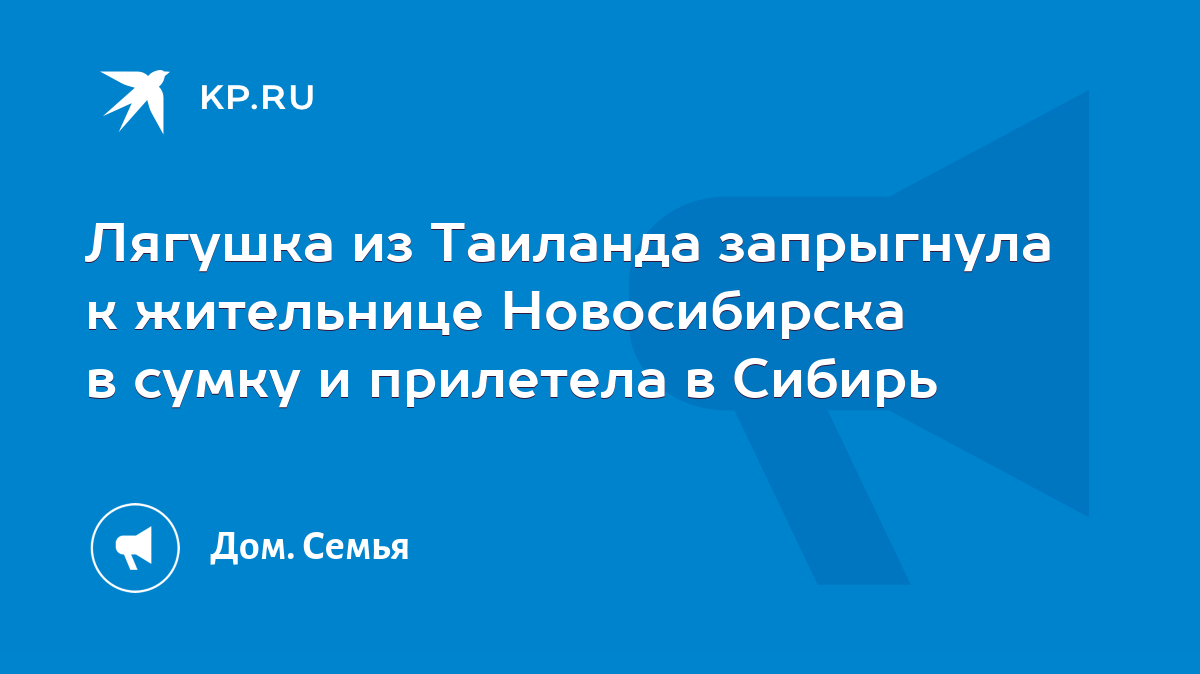 Лягушка из Таиланда запрыгнула к жительнице Новосибирска в сумку и  прилетела в Сибирь - KP.RU